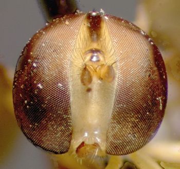 Media type: image;   Entomology 23802 Aspect: head frontal view